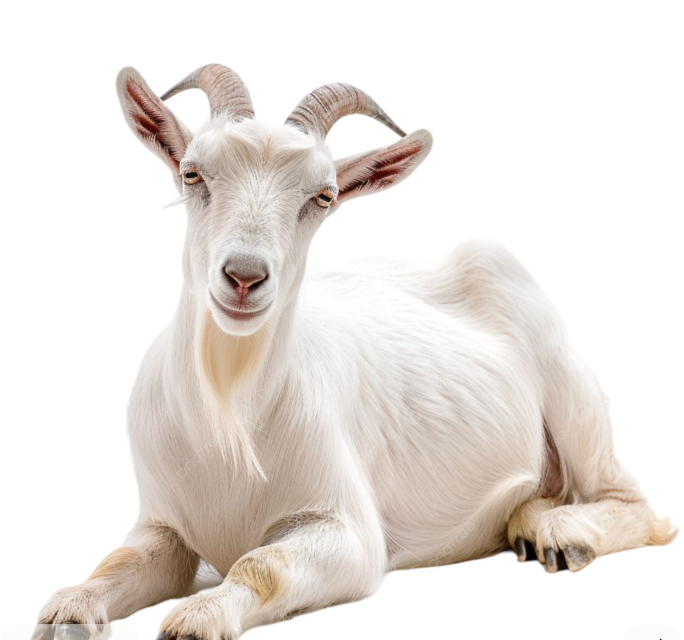 GOAT