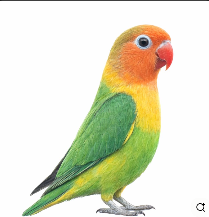 birds
