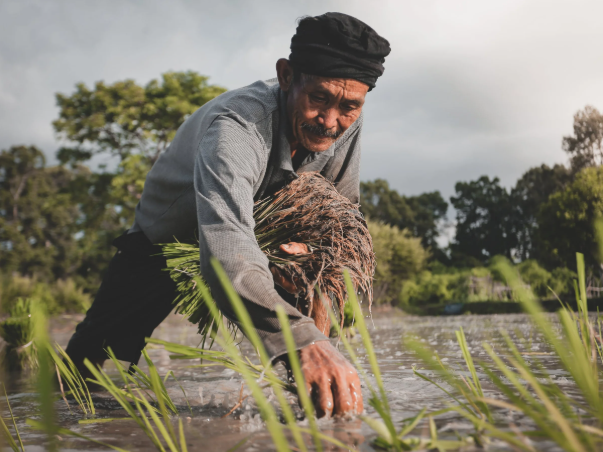 gathering ripe crops from fields, using methods like hand-picking