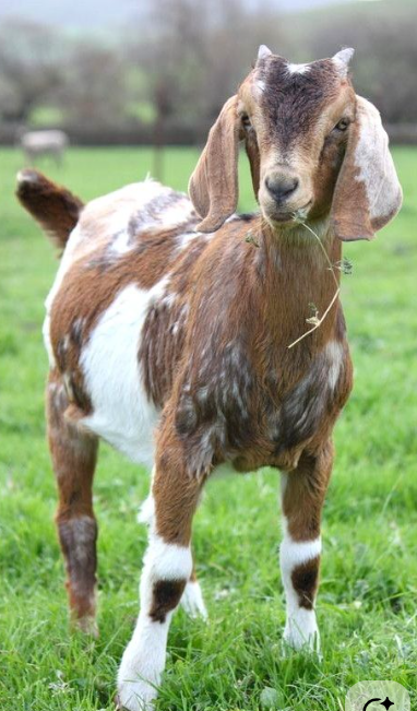 Goat 