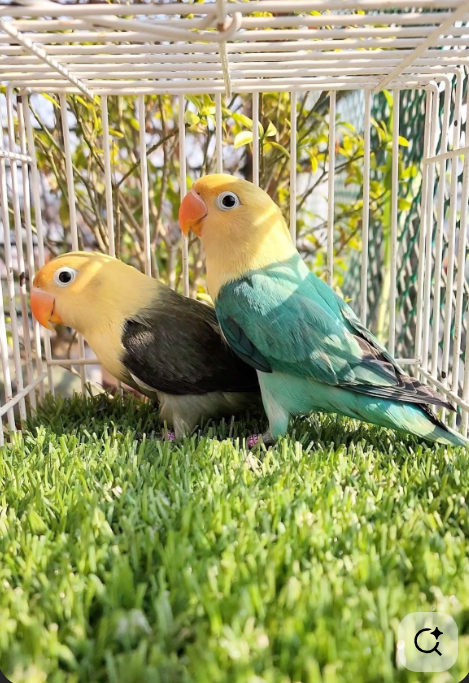 love birds