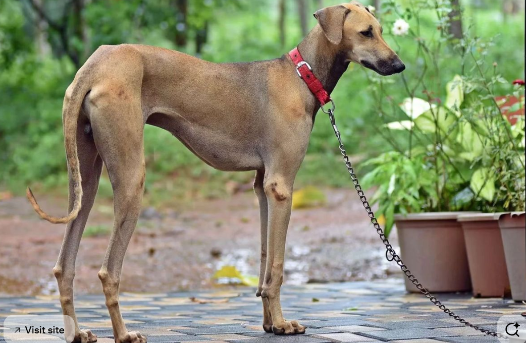 DOG